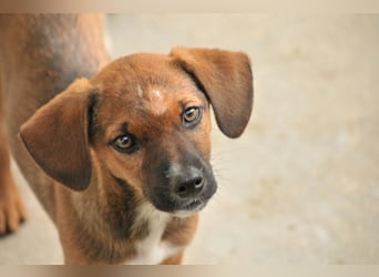 Möchtest du Iggy zeigen, wie schön ein eigenes Zuhause sein kann?