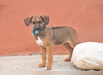 Möchtest du Iggy zeigen, wie schön ein eigenes Zuhause sein kann?