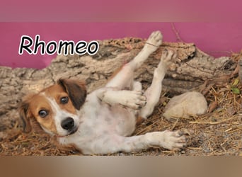 Wird Rhomeo dein Herz erobern und bei dir das Zuhause finden, nach dem er sich so sehr sehnt?