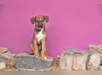 Möchtest du Iggy zeigen, wie schön ein eigenes Zuhause sein kann?