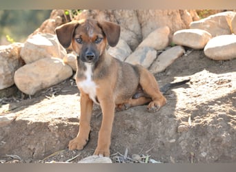 Möchtest du Iggy zeigen, wie schön ein eigenes Zuhause sein kann?