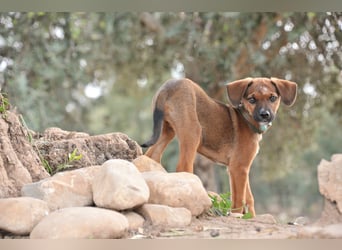 Möchtest du Iggy zeigen, wie schön ein eigenes Zuhause sein kann?