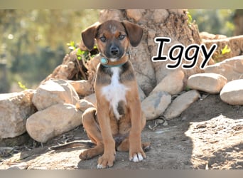 Möchtest du Iggy zeigen, wie schön ein eigenes Zuhause sein kann?