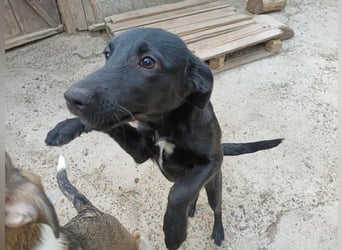 Kiki, kleine Hündin, 5 Monate alt