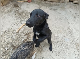 Kiki, kleine Hündin, 5 Monate alt