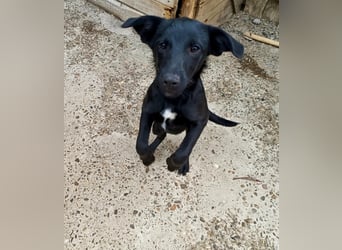 Kiki, kleine Hündin, 5 Monate alt