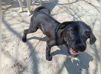 Kiki, kleine Hündin, 5 Monate alt