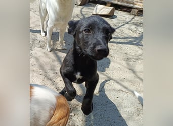 Kiki, kleine Hündin, 5 Monate alt