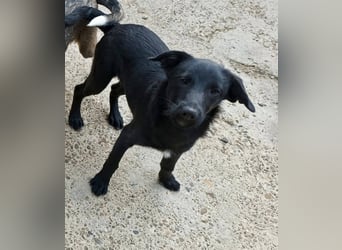 Kiki, kleine Hündin, 5 Monate alt