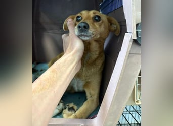 RHIANNA braucht Hilfe um zu überleben