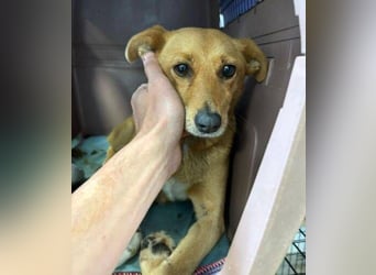 RHIANNA braucht Hilfe um zu überleben