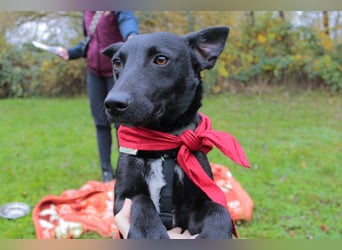 Schnuckel THEO❤️ wartet in 18249 Bernitt auf seine Für-Immer-Menschen!