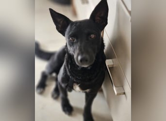 Schnuckel THEO❤️ wartet in 18249 Bernitt auf seine Für-Immer-Menschen!