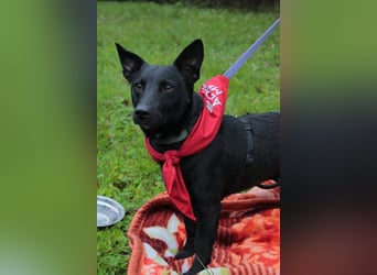 Schnuckel THEO❤️ wartet in 18249 Bernitt auf seine Für-Immer-Menschen!