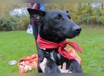 Schnuckel THEO❤️ wartet in 18249 Bernitt auf seine Für-Immer-Menschen!