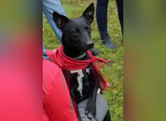 Schnuckel THEO❤️ wartet in 18249 Bernitt auf seine Für-Immer-Menschen!