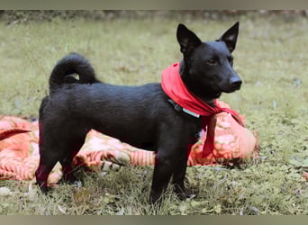 Schnuckel THEO❤️ wartet in 18249 Bernitt auf seine Für-Immer-Menschen!