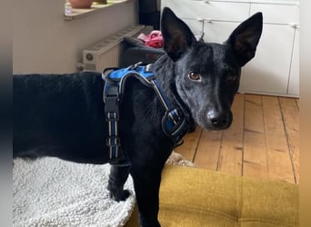 Schnuckel THEO❤️ wartet in 18249 Bernitt auf seine Für-Immer-Menschen!