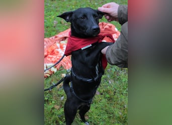 Schnuckel THEO❤️ wartet in 18249 Bernitt auf seine Für-Immer-Menschen!