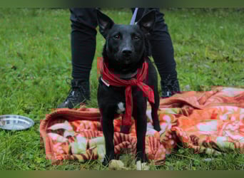 Schnuckel THEO❤️ wartet in 18249 Bernitt auf seine Für-Immer-Menschen!