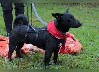 Schnuckel THEO❤️ wartet in 18249 Bernitt auf seine Für-Immer-Menschen!