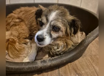 Unser zauberhafte Soul sucht Menschen mit großem Herz