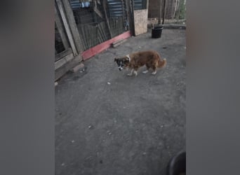 Unser zauberhafte Soul sucht Menschen mit großem Herz