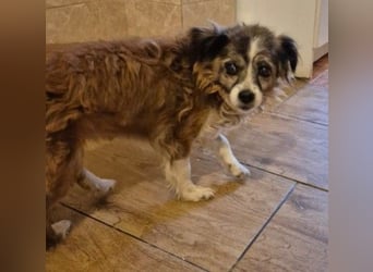 Unser zauberhafte Soul sucht Menschen mit großem Herz