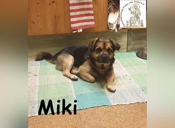 Kleiner Miki hat sein Hundeherz zu verschenken!