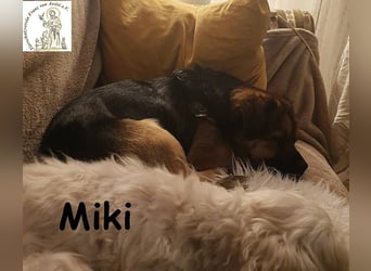 Kleiner Miki hat sein Hundeherz zu verschenken!