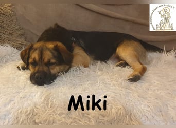 Kleiner Miki hat sein Hundeherz zu verschenken!