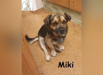 Kleiner Miki hat sein Hundeherz zu verschenken!