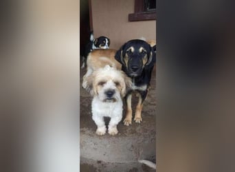 Josef sucht seine Menschen