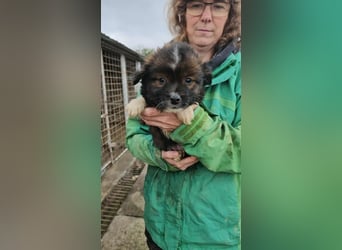 Wenzel sucht Abenteuer