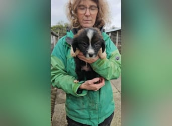 Greta bald auf Pflegestelle