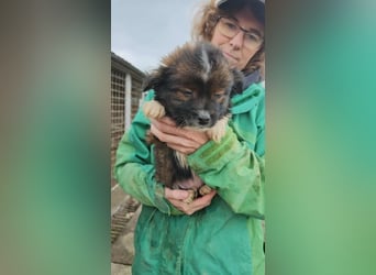 Wenzel sucht Abenteuer