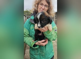 Greta bald auf Pflegestelle