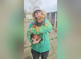 Kleine Gina sucht ihr Glück