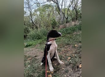 Ziko Tierschutzhund  sucht ein Zuhause