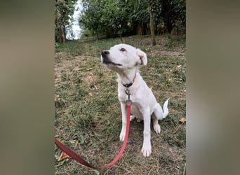 Zeus Tierschutzhund sucht ein Zuhause