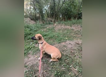 Zara Tierschutzhund sucht ein Zuhause