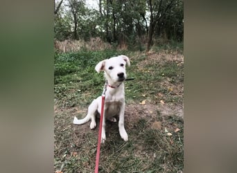 Zeus Tierschutzhund sucht ein Zuhause