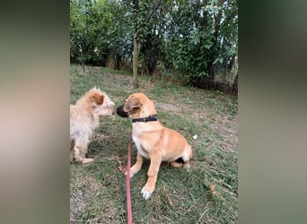 Zara Tierschutzhund sucht ein Zuhause