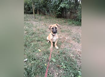 Zara Tierschutzhund sucht ein Zuhause