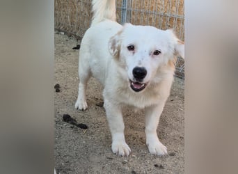 ⭐️FELIA⭐️, reizende Hündin, 1 Jahr, 34cm, Mischling, Tierschutz