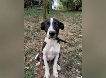 Ziko Tierschutzhund  sucht ein Zuhause