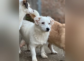 ⭐️FELIA⭐️, reizende Hündin, 1 Jahr, 34cm, Mischling, Tierschutz