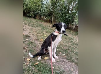 Ziko Tierschutzhund  sucht ein Zuhause