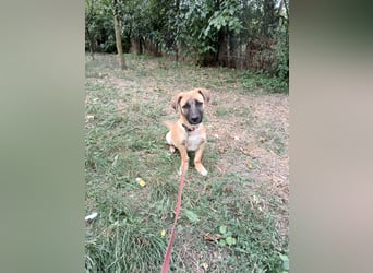 Zara Tierschutzhund sucht ein Zuhause