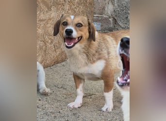 ⭐️FABIENNE⭐️, aufmerksame Hündin, 1 Jahr, 34 cm, Mischling, Tierschutz